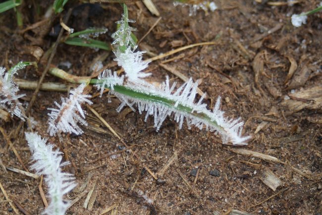 Eiskristalle an Gras