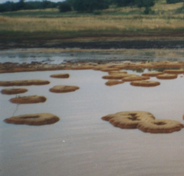 T 01.JPG