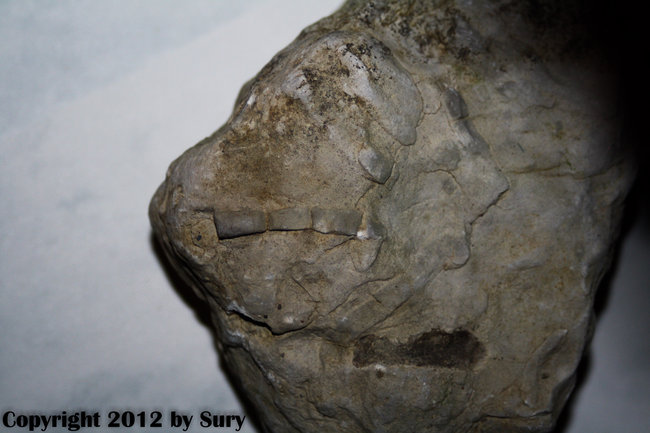 Fossil??