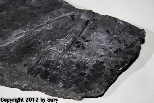Fossile Farnabdrücke
