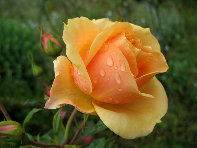 25jun12 033.JPG