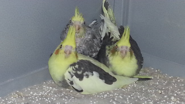 Babys.