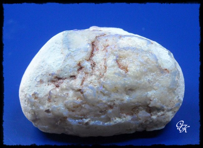 Verst. Muschel 02 2067.jpg