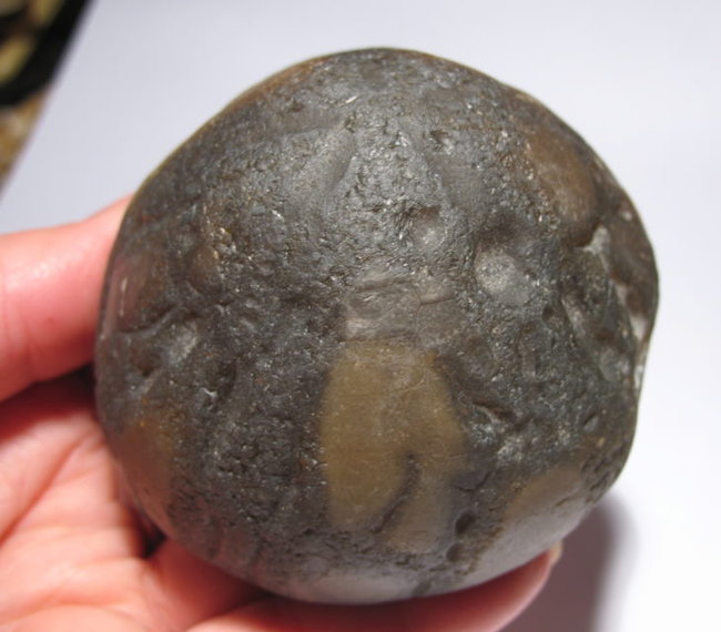 Seeigel8cm.JPG