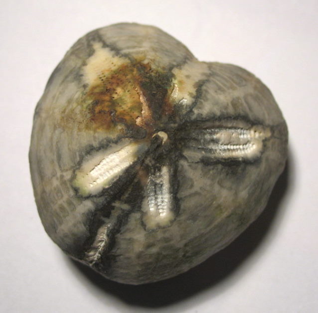 Herzigel4.JPG