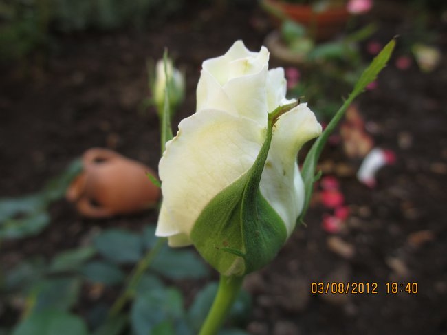 Rose1.jpg