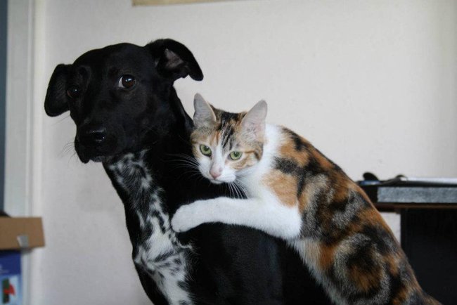 Hündin Nelly und Katze Sury