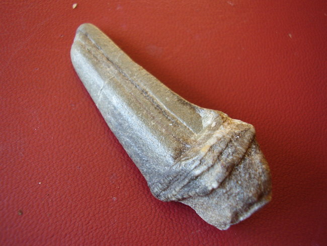 lustige Steine (2).JPG