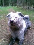 da war er , nach einem schlammbad im hochmoor,gerademal  ca. 8 monate alt <br />und nur  wo chapplmonster draufsteht<br />ist auch chapplmonster drinnen !