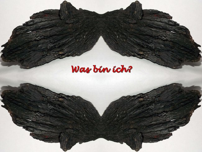 fledermaus.jpg
