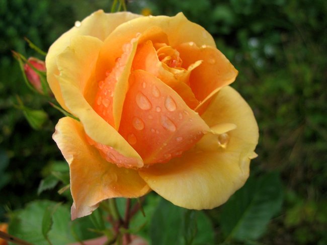 25jun12 004.JPG