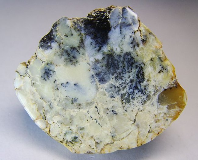 dendpol4a.jpg