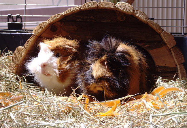 Meine Meerschweinchen-Jungs