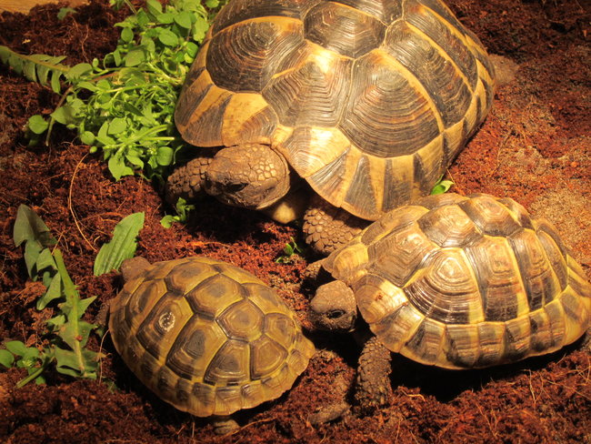 Trio