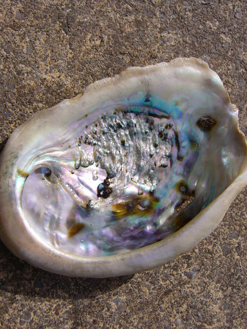 Abalonemuschel