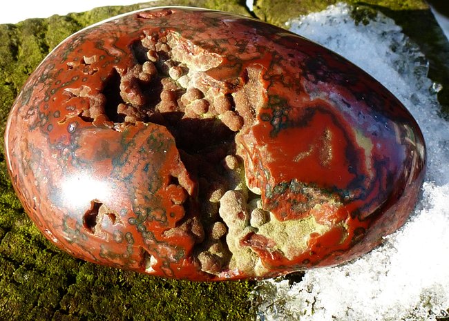 Roter Ozeanjaspis