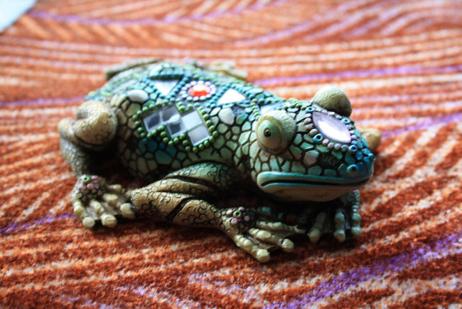 Scheibenweltfrosch.jpg