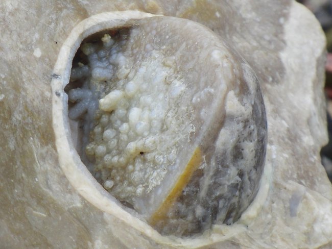Seeigel Wasserwagen Fossil mit Chalcedon Kristallen im Flint