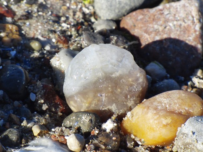 Seeigel Wasserwagen Fossil mit  durchsichigen Chalcedon u. Flint