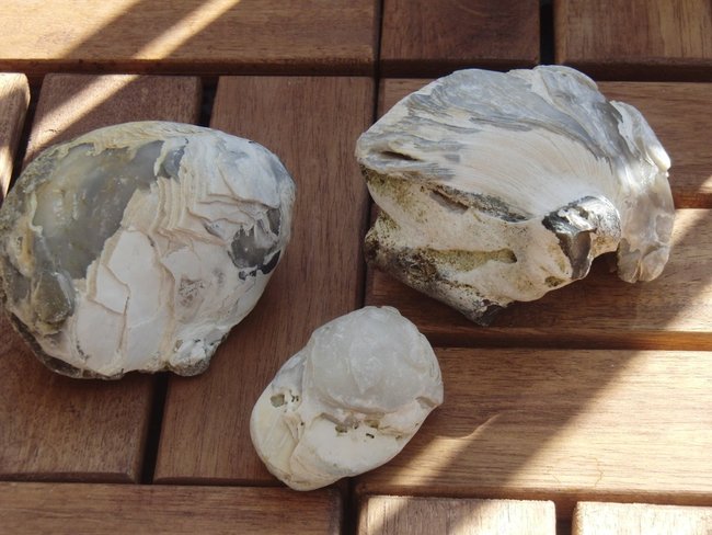 Urzeit Austern mit Flint