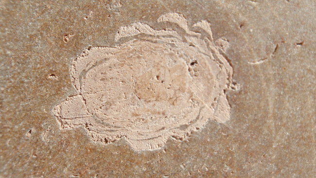 Mittendrin