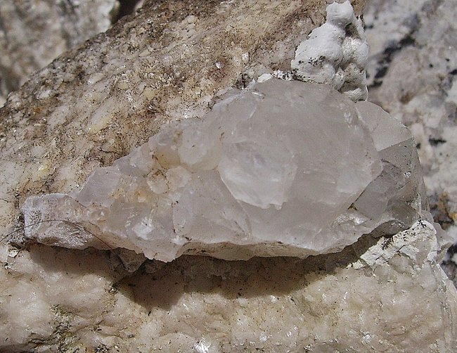 Rosa Flourit (1).JPG