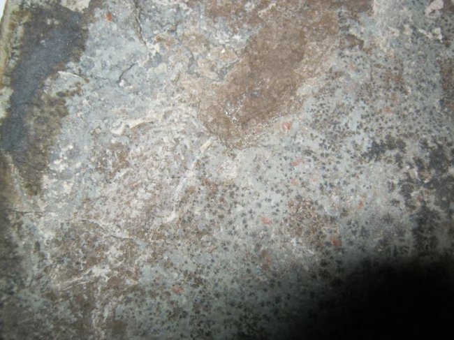 g001 (1).JPG