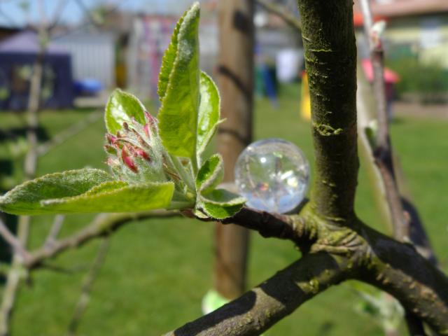 ... im Apfelbaum