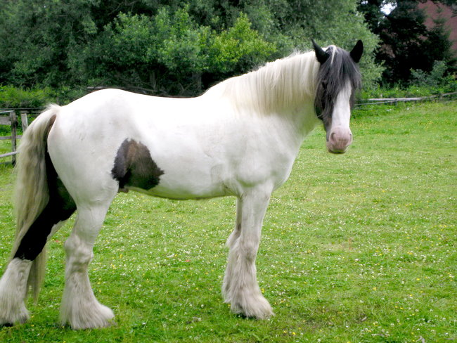 Rocco 2011.jpg