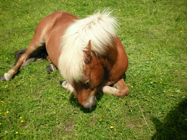 Füni ruhend 2010.jpg