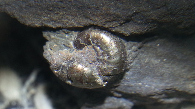 Goldschnecke aus Solnhofen, 66-407,6 Mio. Jahre alt. :-)