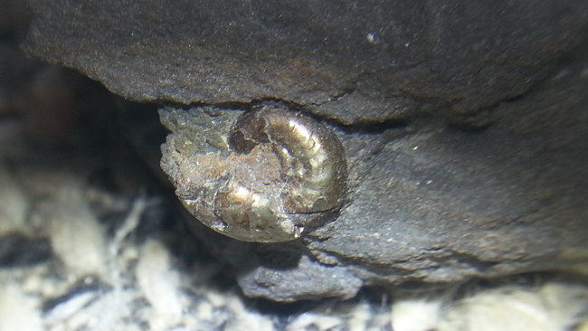 Goldschnecke aus Solnhofen, 66-407, 6 Mio. Jahre alt. :-)