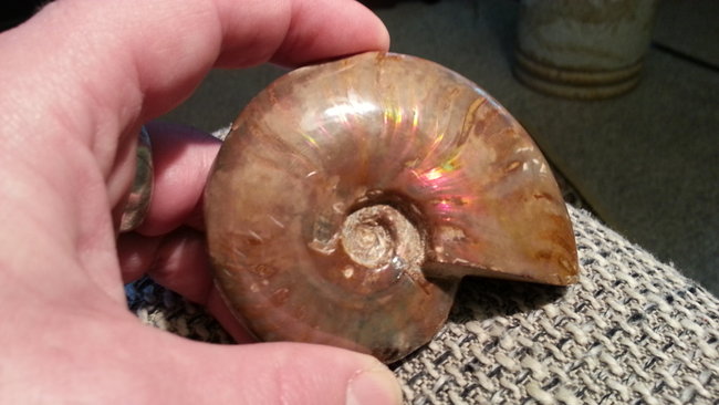 Ammolith. 66 - 407,6 Mio. Jahre alt. :-) siehe Ginger, Heilsteine 430 Steine von A-Z
