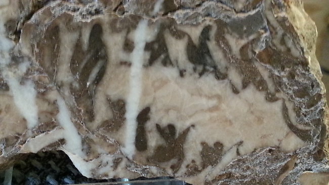 Schnecke, Nerinea. 152 Mio. Jahre alt. :-)