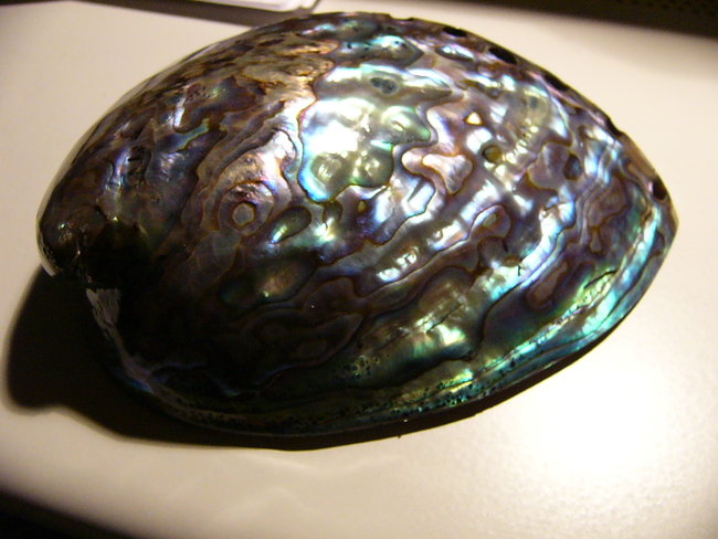 pauamuschel-Abalone abends mit Licht aufgenommen