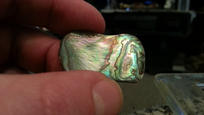 Paua Muschel aus Neuseeland. :-)