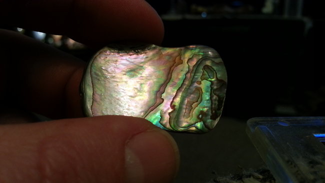 Paua Muschel aus Neuseeland. :-)