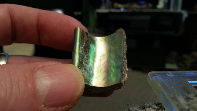 Paua Muschel aus Neuseeland. :-)
