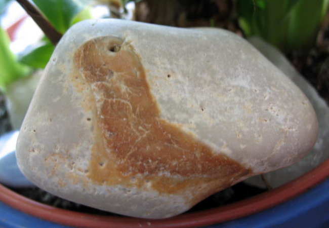 Robbe_Flint.JPG