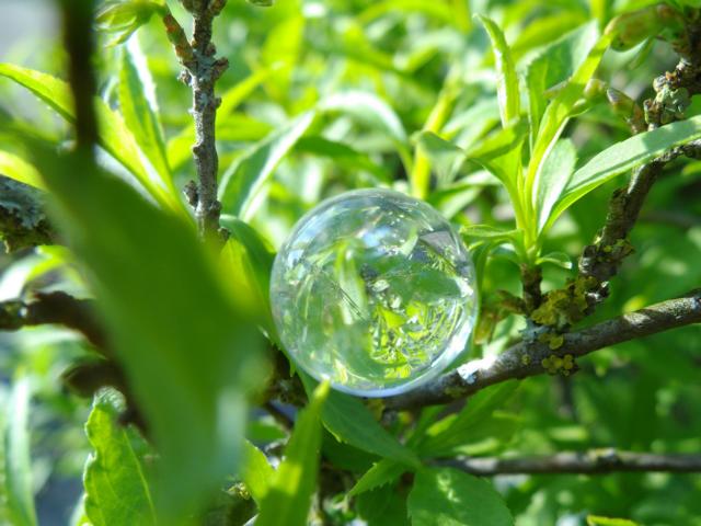 in der Forsythie