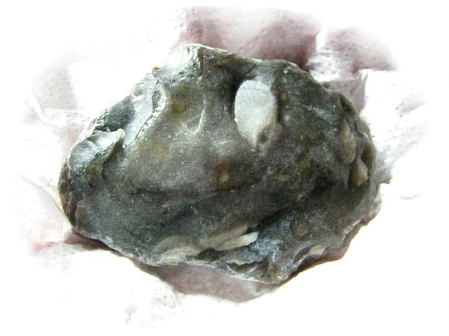 FLint mit Muschel