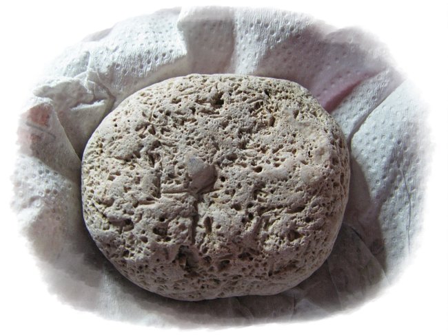 Bryozoen Kalk