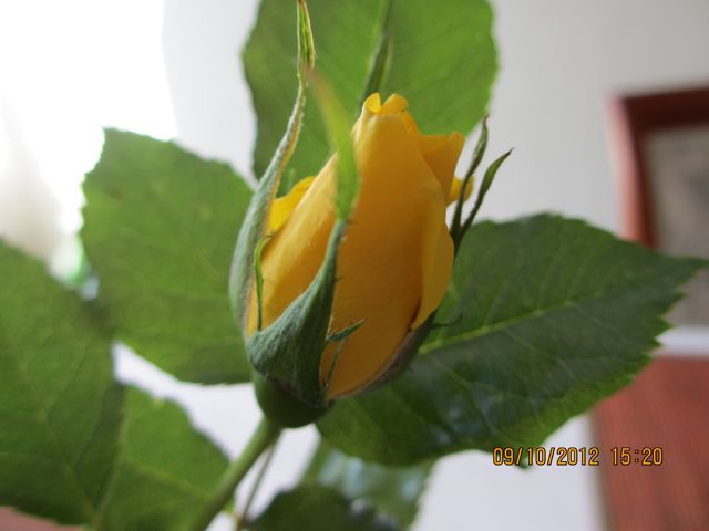 Geburtstagsrose1.jpg