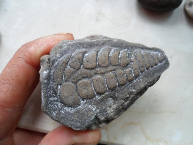 fossil