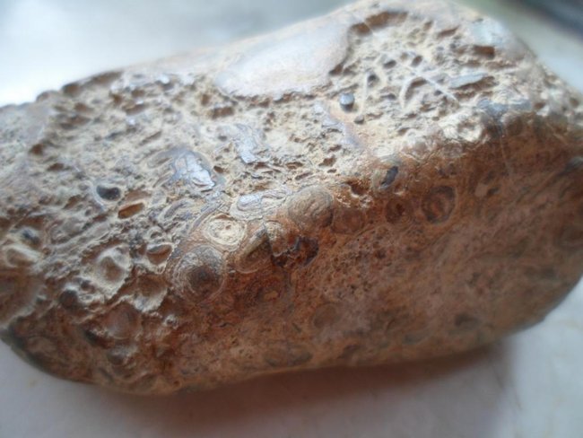 onkolith gross