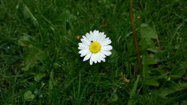Gänseblümchen mit mini Fliege.