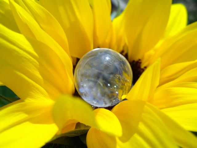 Sonnenblume