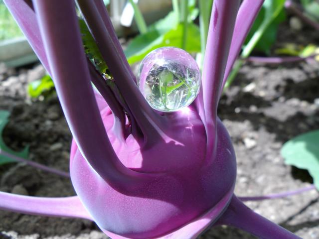 Kohlrabi