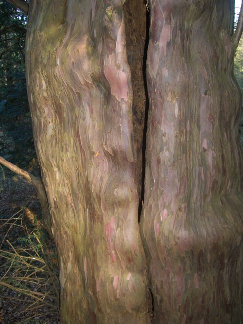 eibenwaldapril10 017.jpg