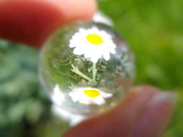 Blume
